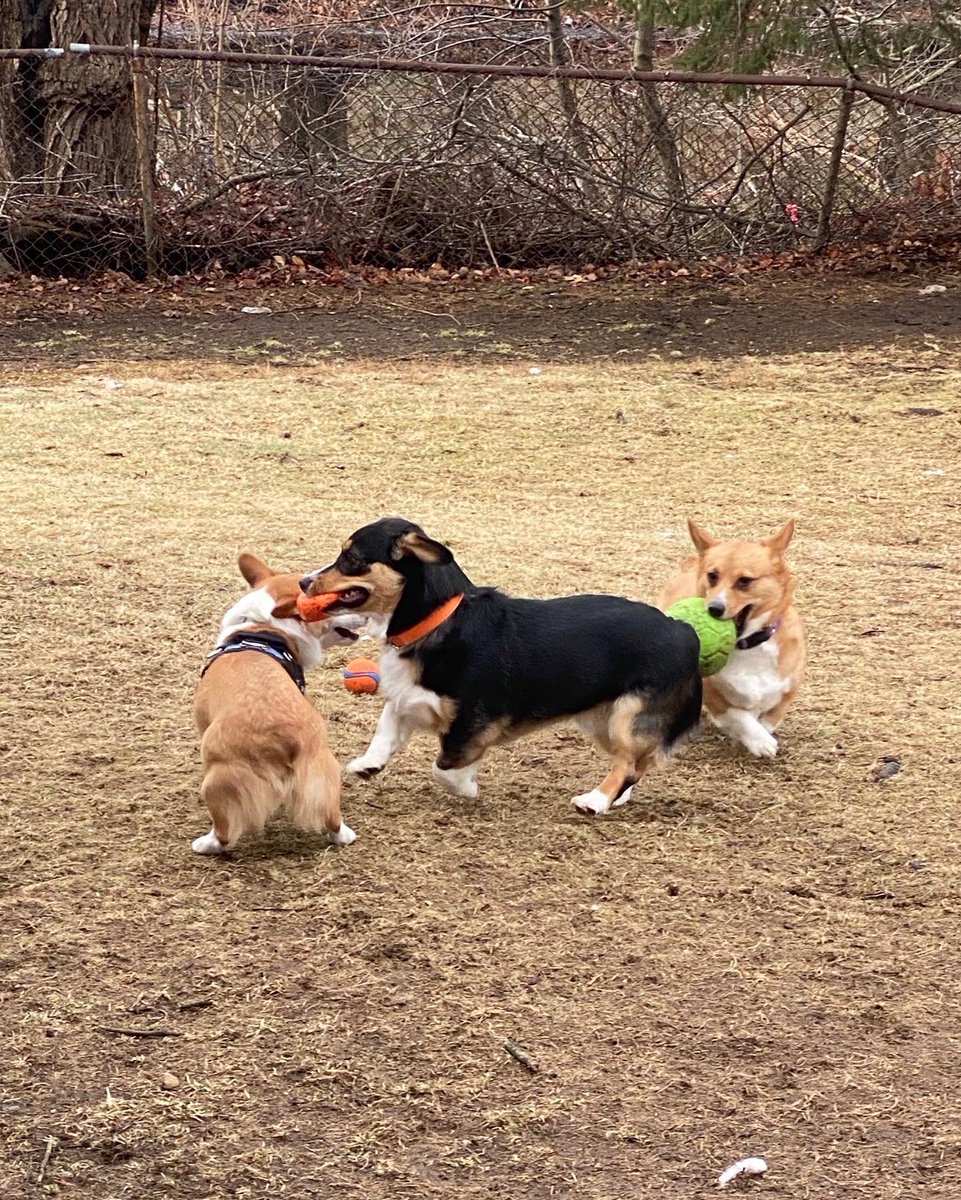 QBeast9922's tweet image. The pack is now back together.. &amp;amp; we are about to meet up with cousin Jasper.. ❤️🖤💚
🦋🔥💪🏾🌱 
#Corgis #CorgisRuleTheWorld #LexiLoganAndBrynSayHelloHoomans 🐶🐶🐶💚