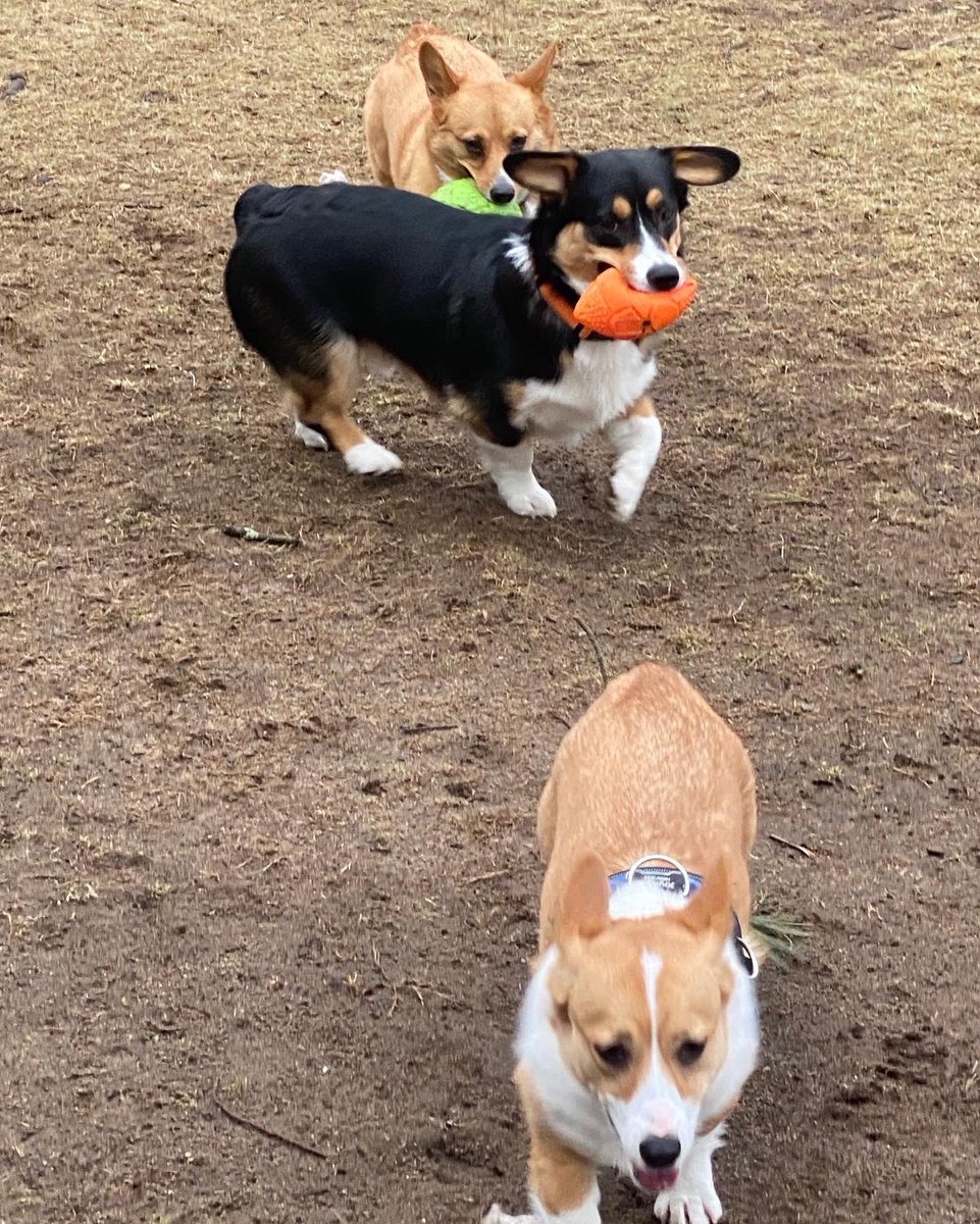 QBeast9922's tweet image. The pack is now back together.. &amp;amp; we are about to meet up with cousin Jasper.. ❤️🖤💚
🦋🔥💪🏾🌱 
#Corgis #CorgisRuleTheWorld #LexiLoganAndBrynSayHelloHoomans 🐶🐶🐶💚