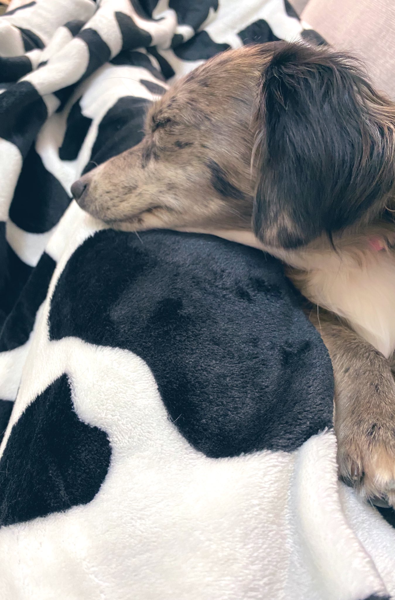 イタチのり 族with Crea ふふ 起きたみたい 鼻ペロの瞬間 むこーに見えるのは息子 笑 T Co Go6gwleqjd Twitter