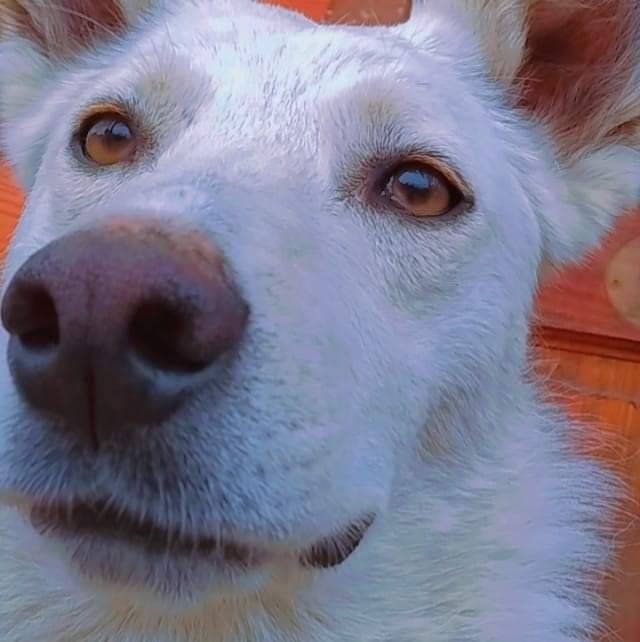 Danii_tco's tweet photo. Cada día tienen menos éxito las adopciones 😔

Felipa necesita ayuda, siempre la amenazan de envenenar o golpear, hasta agua caliente le arrojaron en una oportunidad, Está esterilizada necesita encontrar un hogar donde no tengan otras mascotas o gatitos porque los persigue.. https://t.co/J04q5AKovv
