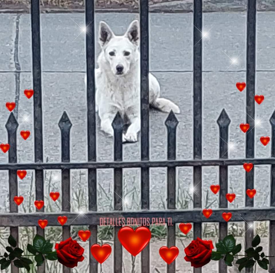 Danii_tco's tweet photo. Cada día tienen menos éxito las adopciones 😔

Felipa necesita ayuda, siempre la amenazan de envenenar o golpear, hasta agua caliente le arrojaron en una oportunidad, Está esterilizada necesita encontrar un hogar donde no tengan otras mascotas o gatitos porque los persigue.. https://t.co/J04q5AKovv