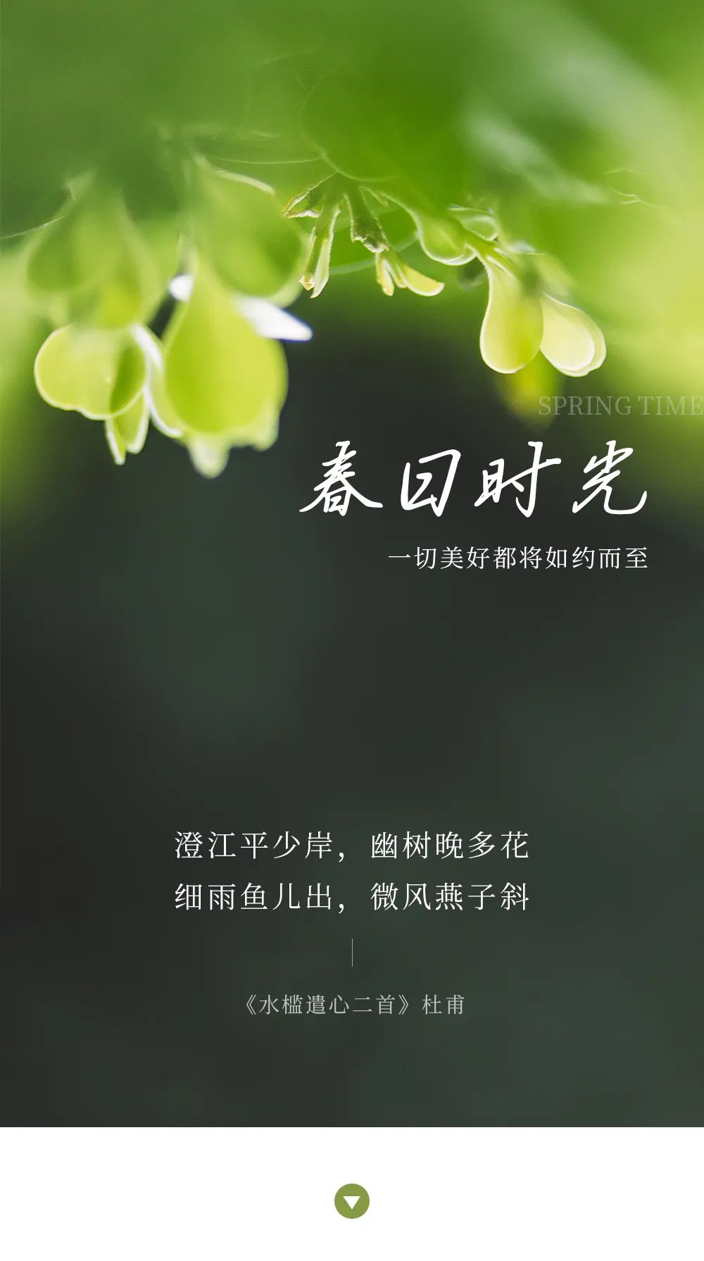 Yaomazi Food 冬春之交 野草 返青洪雅的春天一向来的早像是知道人们厌倦了寒冷早早送来温暖的风四季变迁 植物总是格外敏锐头一份嗅到春的气息一整个冬日聚集的能量 蓄势待发