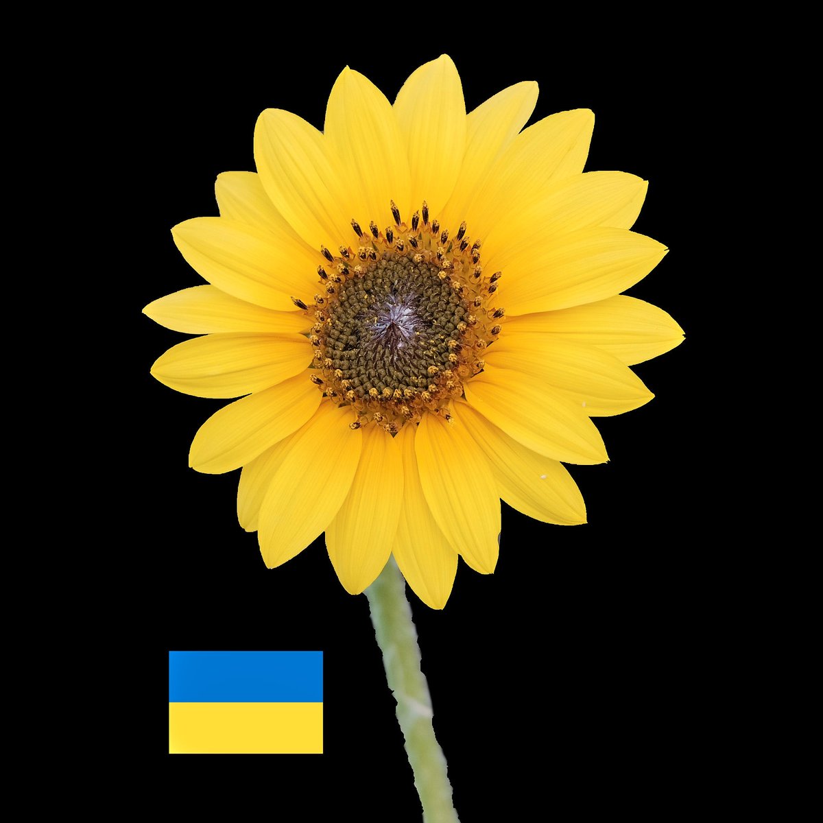 ejmcgehee's tweet photo. This Sunflower, Ukraine's official flower, was at the Lady Bird Johnson Wildflower Center, Austin, Texas in May of 2018. Support Ukraine. Stop the war. Give peace a chance. ©Earl McGehee (CC BY-SA) 

#ukraine, #Україна, #UkraineUnderAttack, #UkraineRussianWar https://t.co/Swzlq8wFH3