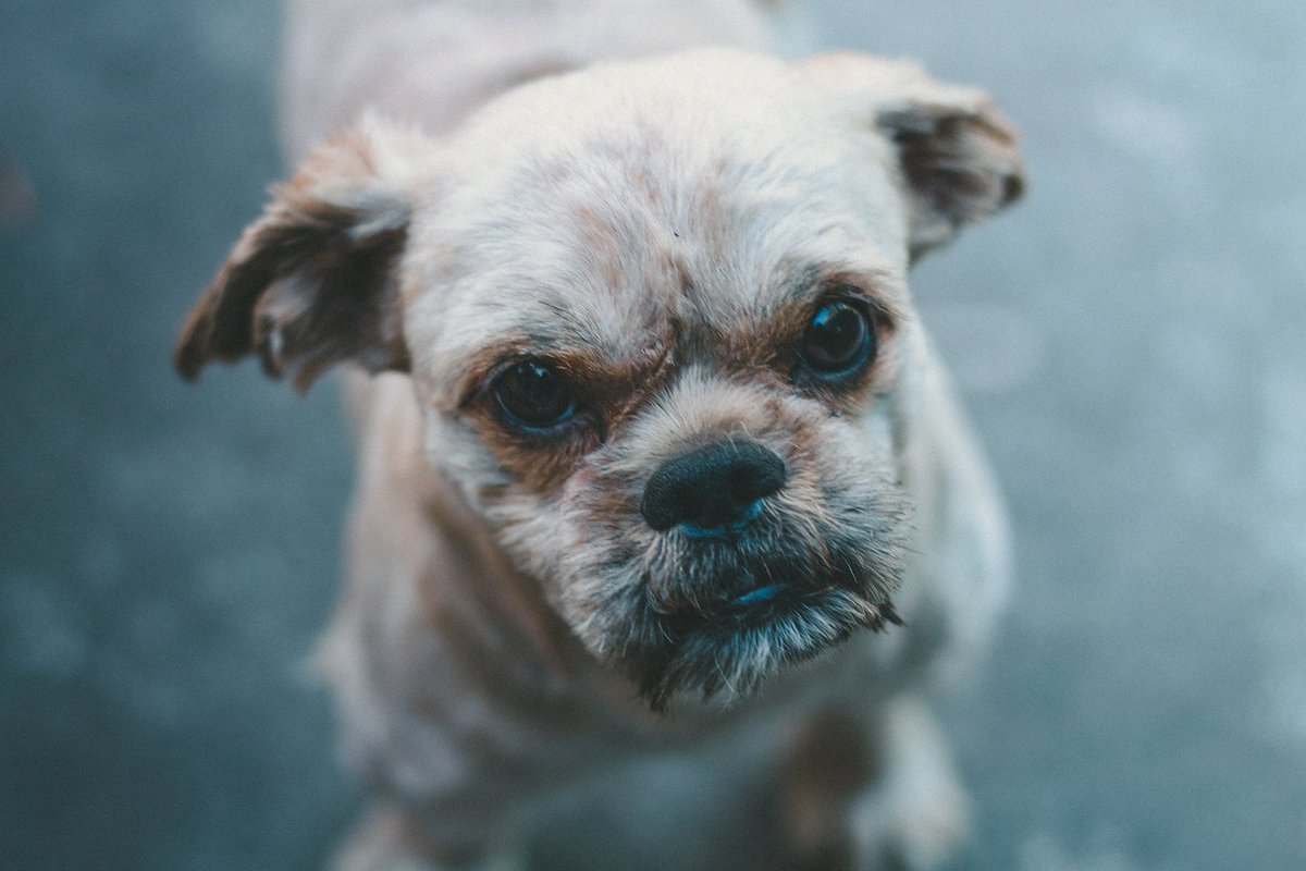 jerobass's tweet image. Pequeño..