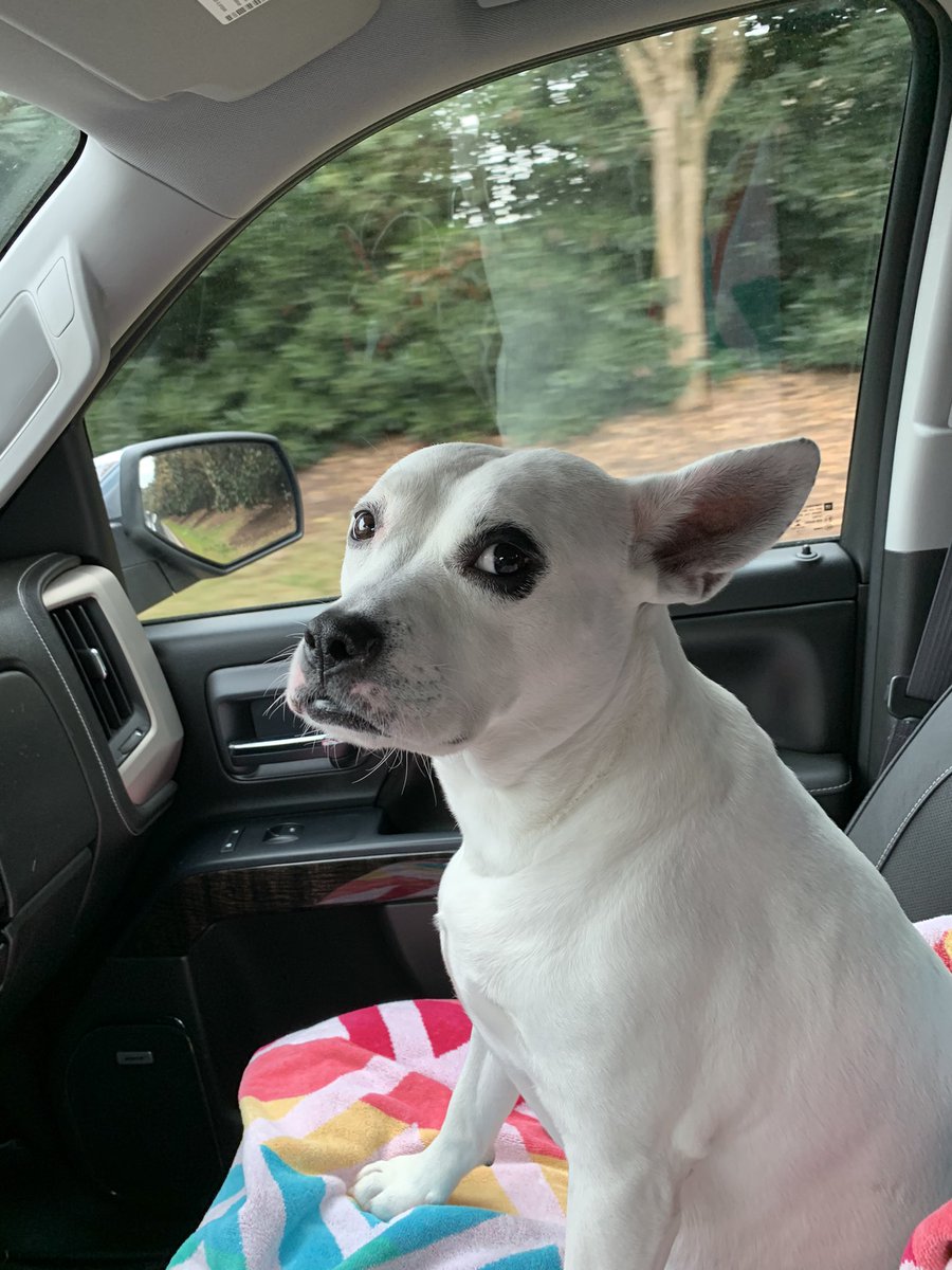 K9Companionsnft's tweet photo. Meet Tut! The pup that’s started it all back in 2015. The stray that found us, but passed in March 2021. He is the inspiration behind Nicole team dog. 
#nftdogs #NFT #NFTs #NFTCommunity #BestFriend #NFTartist https://t.co/x1yxNfutJy