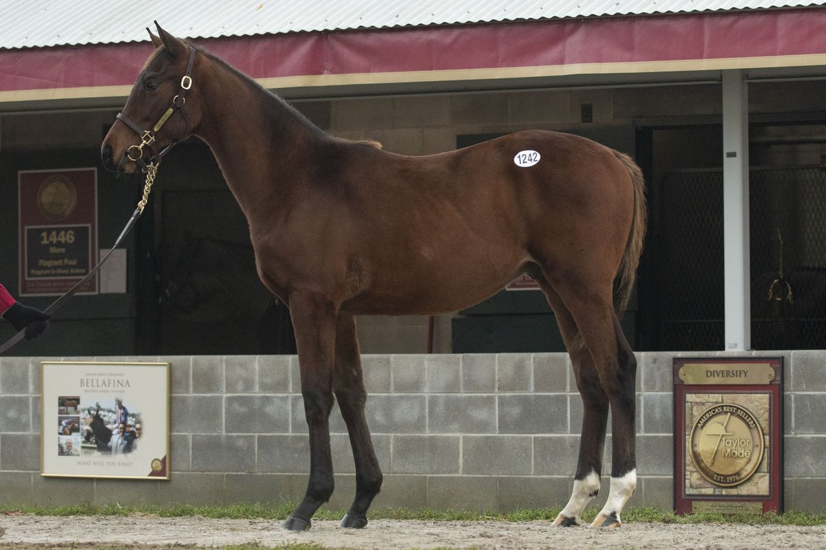 TaylorMadeSales's tweet photo. (TM WEEKEND RECAP) 🏇 NOT THIS TIME on FIRE @TMStallions 🔥 this weekend! DOUBLE Trouble🏆 #tmgrads 1ST Simplification (hip #1242) and 2nd IN DUE TIME (hip #2390) @TMPartnerships in the Fasig Tipton Fountain of Youth Stakes! Congrats to ALL! https://t.co/dcvA38eK9G