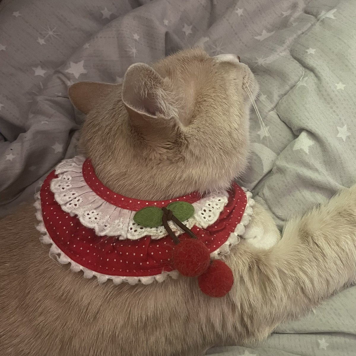 withmypotato's tweet photo. 고양이 목에 체리 달기 https://t.co/7UYOzQNveY