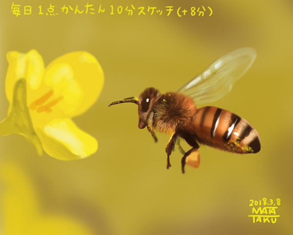 Twitter 上的 瞬く 絵のお仕事募集中 今日はミツバチの日なので以前10分スケッチで描いたミツバチ貼っときますね ついでに同じような仲間なのでトラマルハナバチとクマバチ あとハチじゃなくてアブだけどもふもふで可愛いからトラツリアブも貼っときますね 10