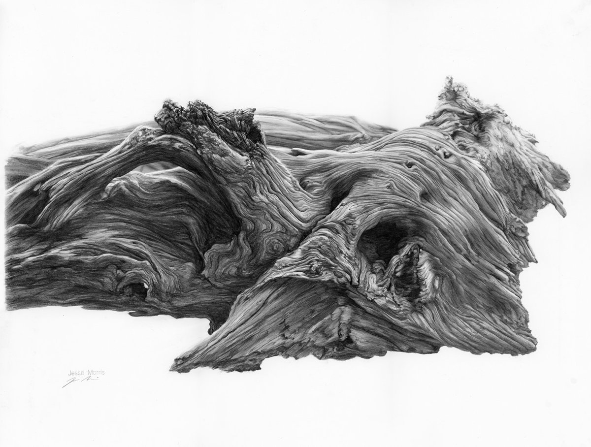 Driftwood has some great form sometimes.
#drawing #driftwood