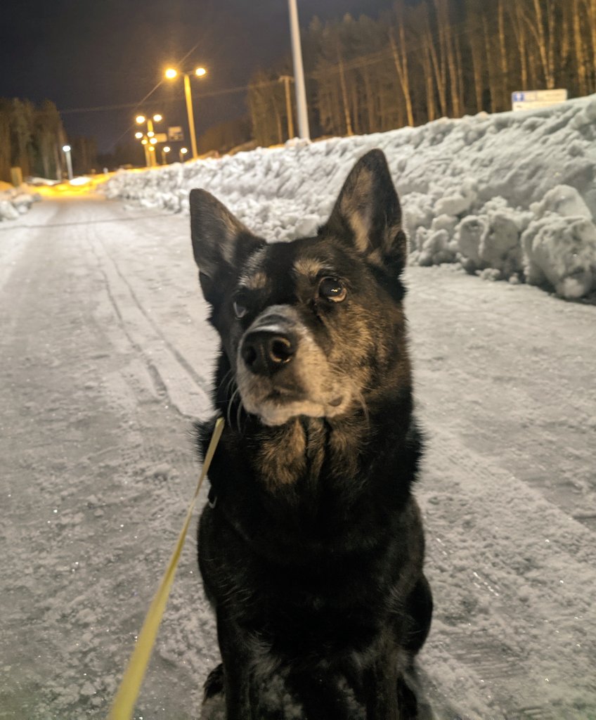Lite Kosmojootti 🐺☀️ tweet media