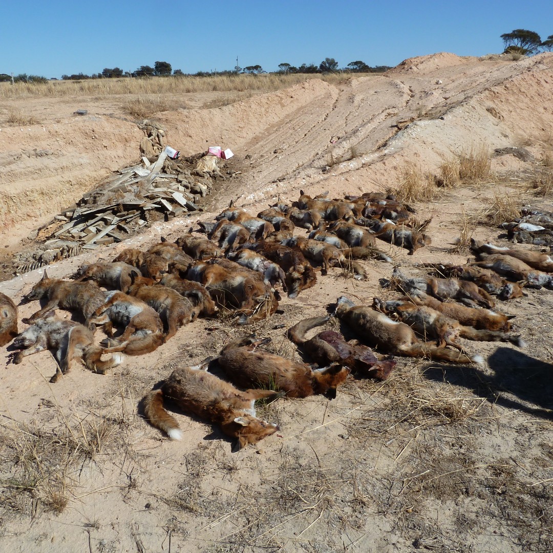 RedCardRF's tweet image. The Southern Biodiversity Group in Ravensthorpe has their Red Card event and community breakfast this weekend. If you’re in the region, get involved by jumping on the website and getting in touch with the organisers. ow.ly/ppAN50I2XgP