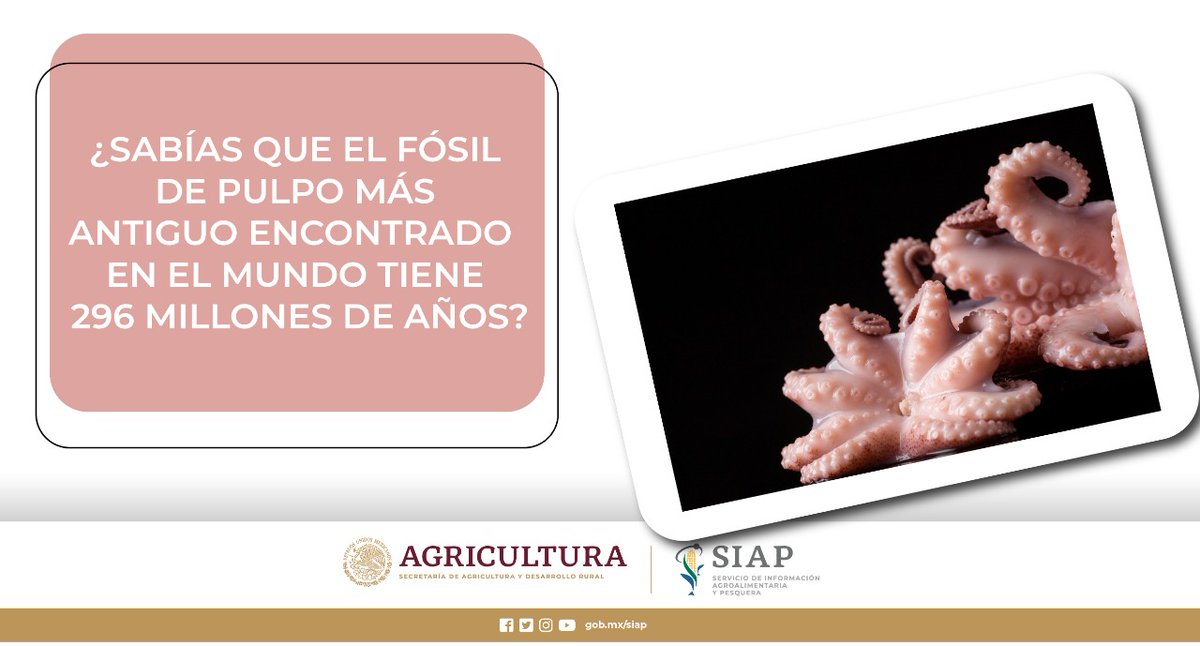 DGSIAP_Mx's tweet photo. #Yucatán es el principal productor de pulpo en nuestro país.
#Cuaresma
#ComeRicoComeSano https://t.co/2BwFH4rKui