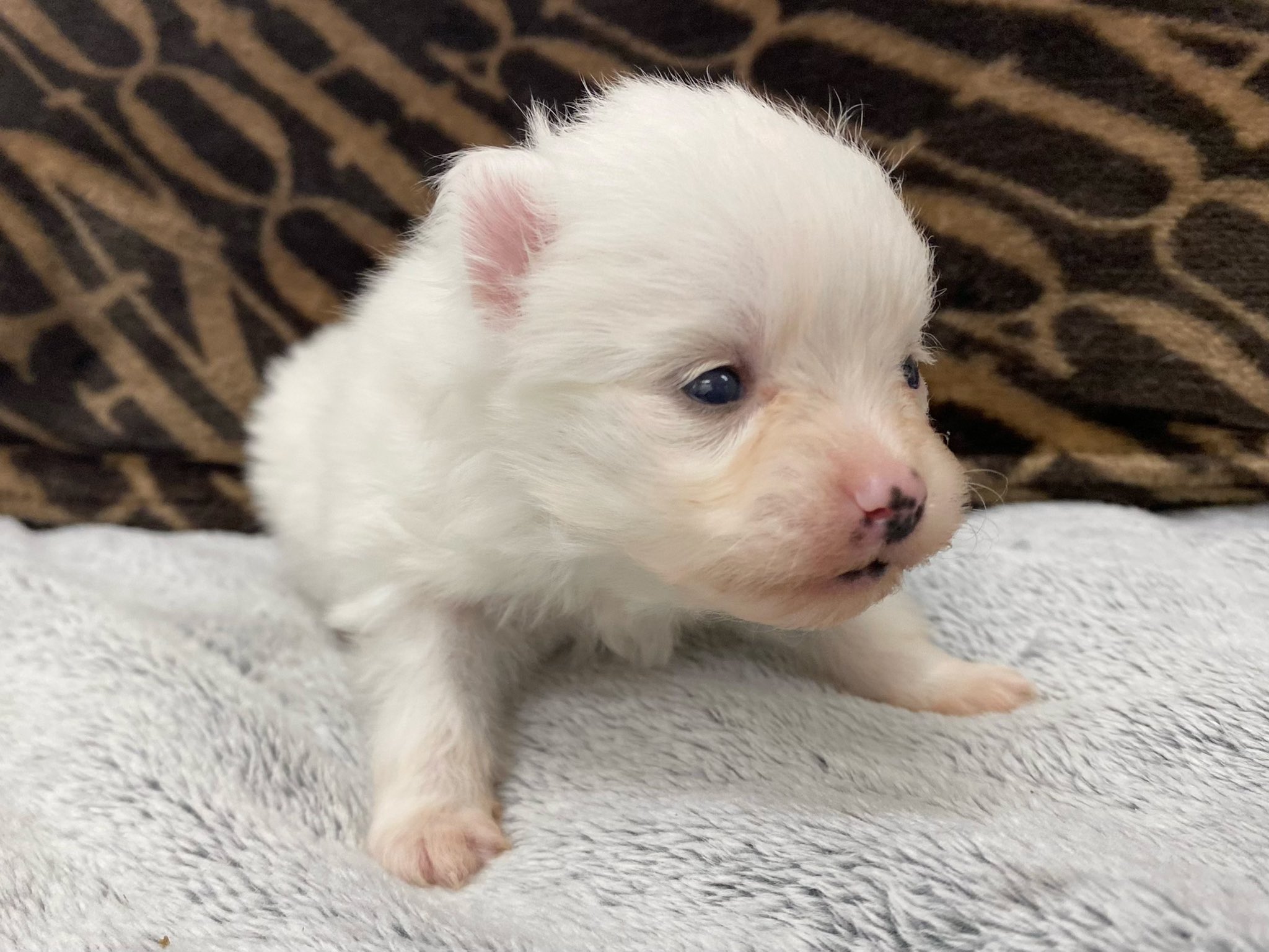 ポメラニアン子犬 Twitter Search Twitter
