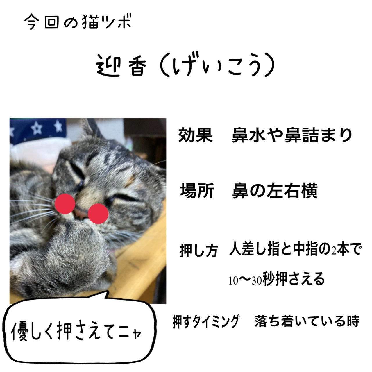 猫ツボ Twitter Search Twitter