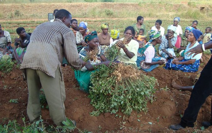 Grain Legumes and Dryland Cereals (GLDC) tweet media