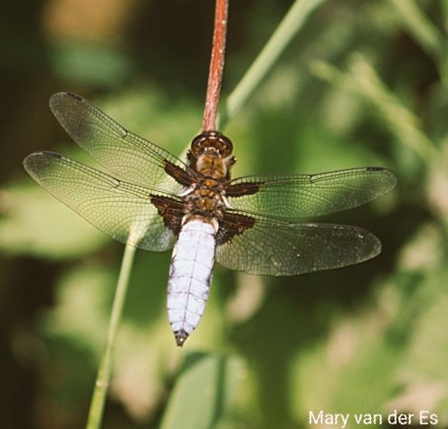 maryvanderes's tweet photo. Dag 8 van #libellente  met @KatsmanJan

De #Platbuik #Libellula_depressa
#Broad_bodied_Chaser. https://t.co/aVPbrgfOgz