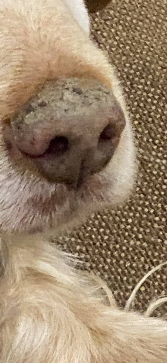 SpanielsSuper's tweet photo. It appears Ronnie may have been gardening again ๐๐ค #SoilEverywhere #MuddyNose https://t.co/u5Z77iTDsZ