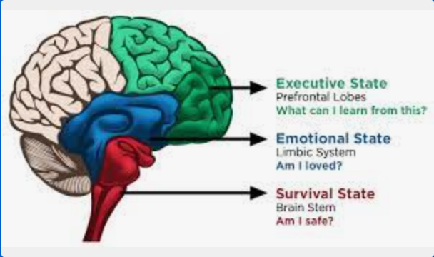 RomanceTbs's tweet photo. There are 3 areas in the human brain.
The primitive area which controls the basics behaviors.
The limbic area controls the emotions.
And the neocortex area is the center of logic and reflexion.
@lets_NEUROmkt
#NMKTRCH #MKTINGNEURO #XperientialMkt https://t.co/JiT41C9dH4