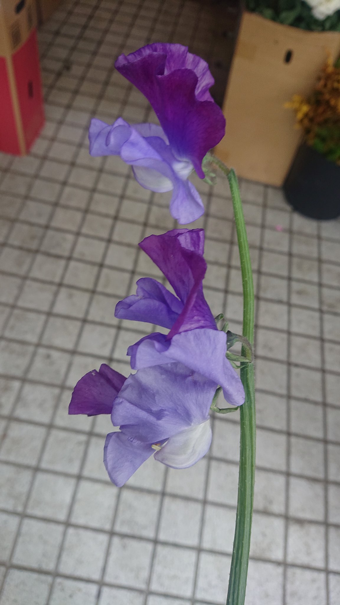 フラワーショップシンドー Yoko4lovedct Twitter