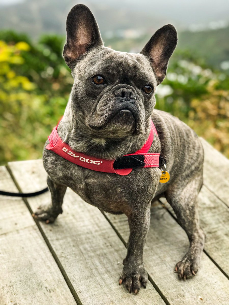 Confidence building with Franklin! 
Hopping up on to weird surfaces, or standing on odd textures can help build confidence and optimism in dogs. #dogsoftwitter #dogtwittercommunity #reactivedog