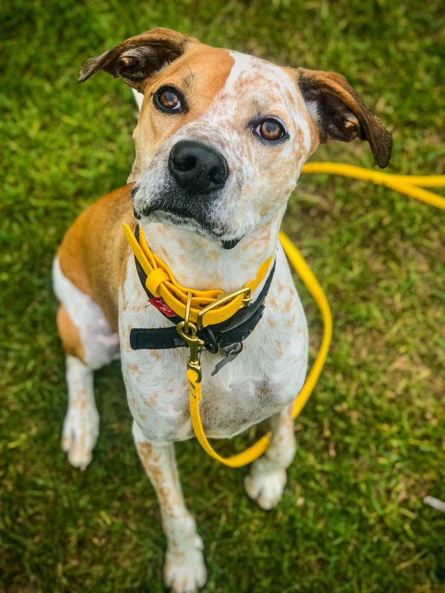How handsome is Findus?! #dogsoftwitter #dogtwittercommunity #shelterdog #DogLover