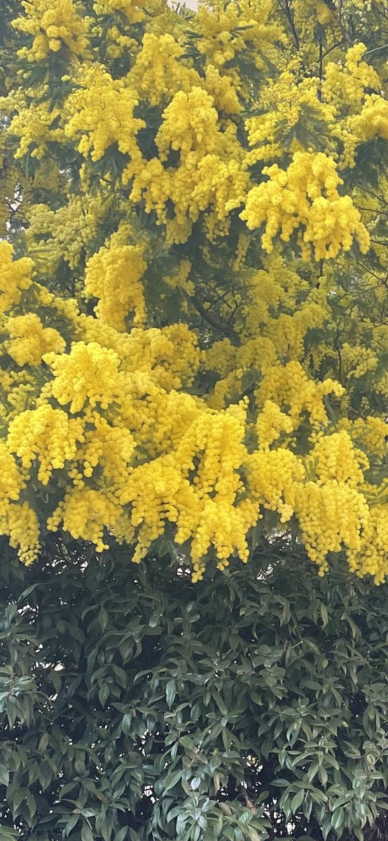 CASADEILAU's tweet photo. #Festadelladonna 2022. Non c’è voglia di festeggiare vedendo tante donne (bambini e uomini) piangere e morire. #NoWar https://t.co/9FzPWppFy7