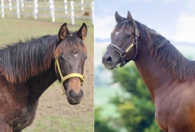 Babasının kızı, bu kadar benzenir ❤️
Daredevil (sağda) ve Kızı (solda)..
#tjk #daredevil