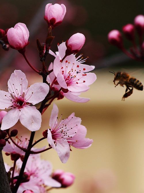 Nina Crystal tweet media