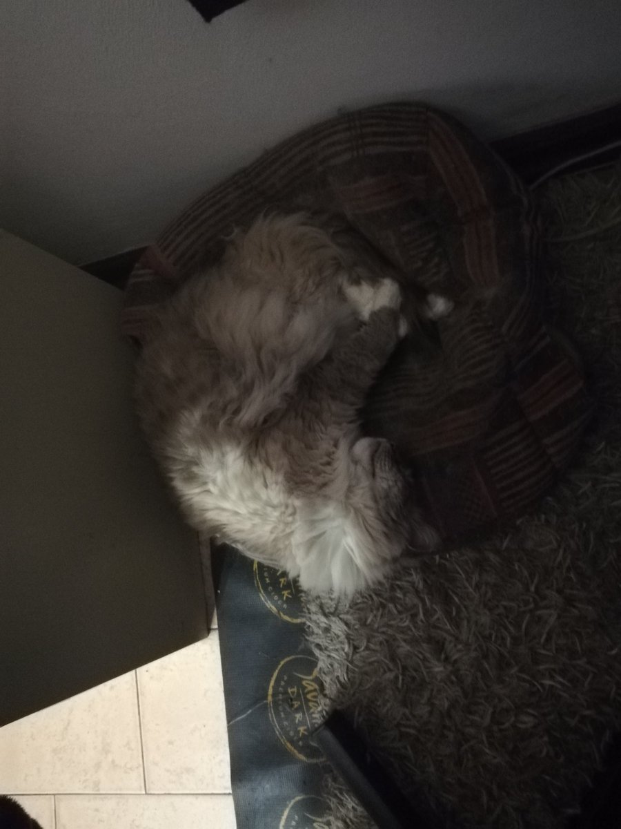 MattyMyst's tweet image. Oli in his spot.

#kindnessispunk #twitchaffiliate #leagueoflegends #pierced #blackouttattoo #catdad