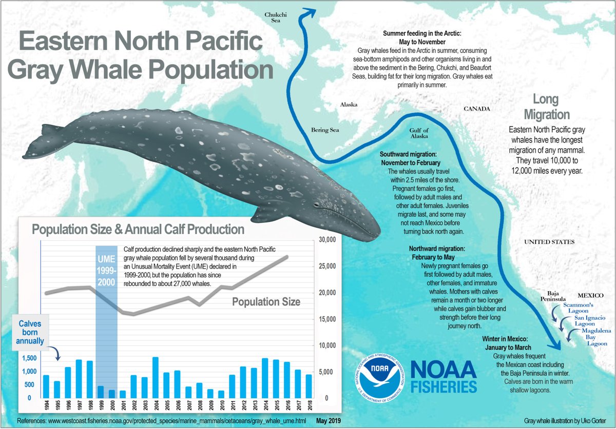 3 000 miles. Gray Whale Migration. Серый кит в Арктике. Киты определитель. Whales на карте.