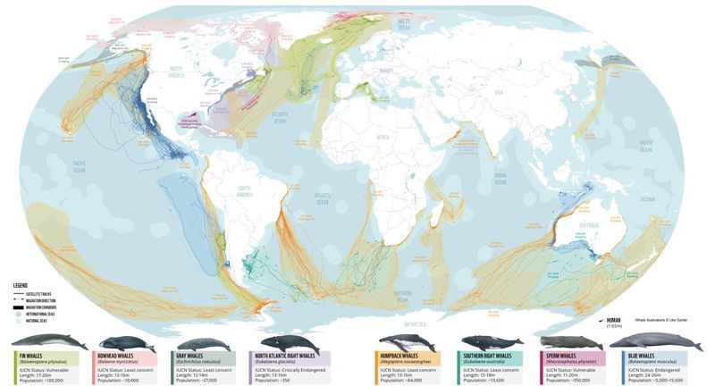 NanciGuestRDPhD's tweet image. 🌎#Climate

Mapping ‘Whale Superhighways’ - to avoid ships, fishing gear, plastic pollution - to Protect the Fertilizers of the Sea

#CoolFactor❗️⬇️🔟/🔟

#Whale #excrement🐳💩spawns blooms of #phytoplankton that produce HALF OF THE WORLD&apos;S OXYGEN..🤯😮

bloomberg.com/news/articles/…