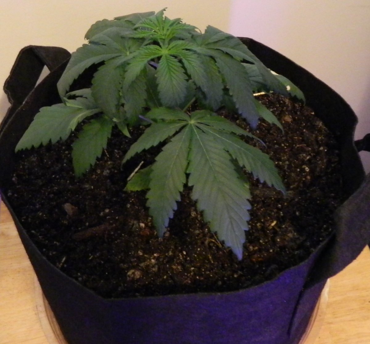 CanEhDianaNo42's tweet photo. Transplant Time #PhoenixSeeds #SuperKush #TeamVault #seedlings #NP4P #FreeAsTomatoes https://t.co/niRDoZT4y2