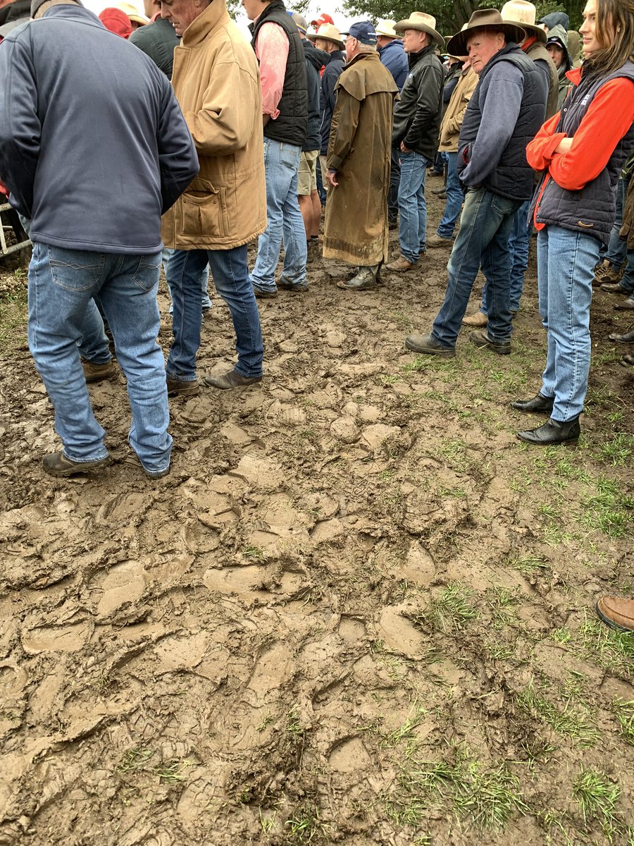 Cold day in the lanes, hot prices in the pens.
Top Steers at Omeo making $2,800 (approx 500kg), top Heifers making $2,700 (approx 480kg)
#mountaincalfsales