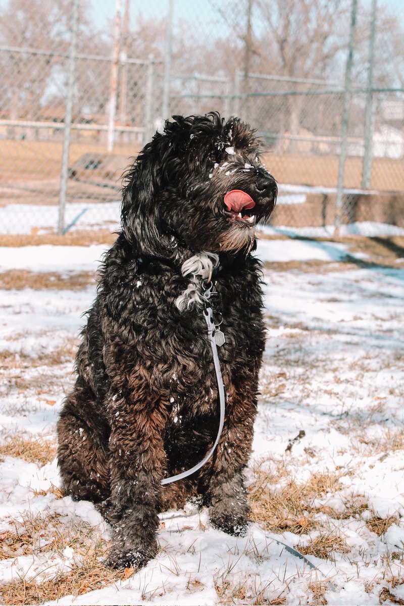 ZeusandOssi's tweet photo. Some photos I took today that I haven't posted on IG yet ❄️🐾

I'm still an amateur 😅 any tips would he appreciate
-♡-
#dogsoftwitter #twitterdogcommunity #dogphotography https://t.co/bGyiU8obMM