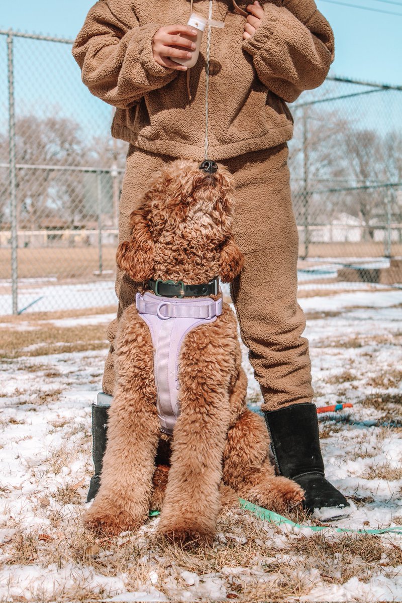 ZeusandOssi's tweet photo. Some photos I took today that I haven't posted on IG yet ❄️🐾

I'm still an amateur 😅 any tips would he appreciate
-♡-
#dogsoftwitter #twitterdogcommunity #dogphotography https://t.co/bGyiU8obMM