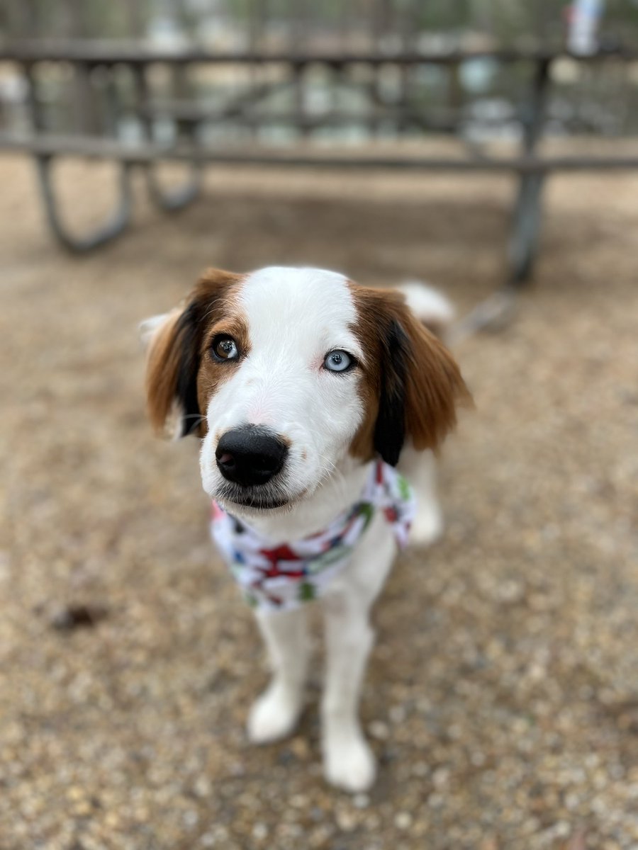 Can I get a BOOP, a #RETWEEET and a follow? Or is that too much to ask? Mom says when we get 8k followers we are donating to a #rescue ❣️ Do you know one in need, drop them in the comments 👇 

#boop #follo4folloback #Mondayvibes #Monday #RescueDogs #rescuecat #dogsoftwitter