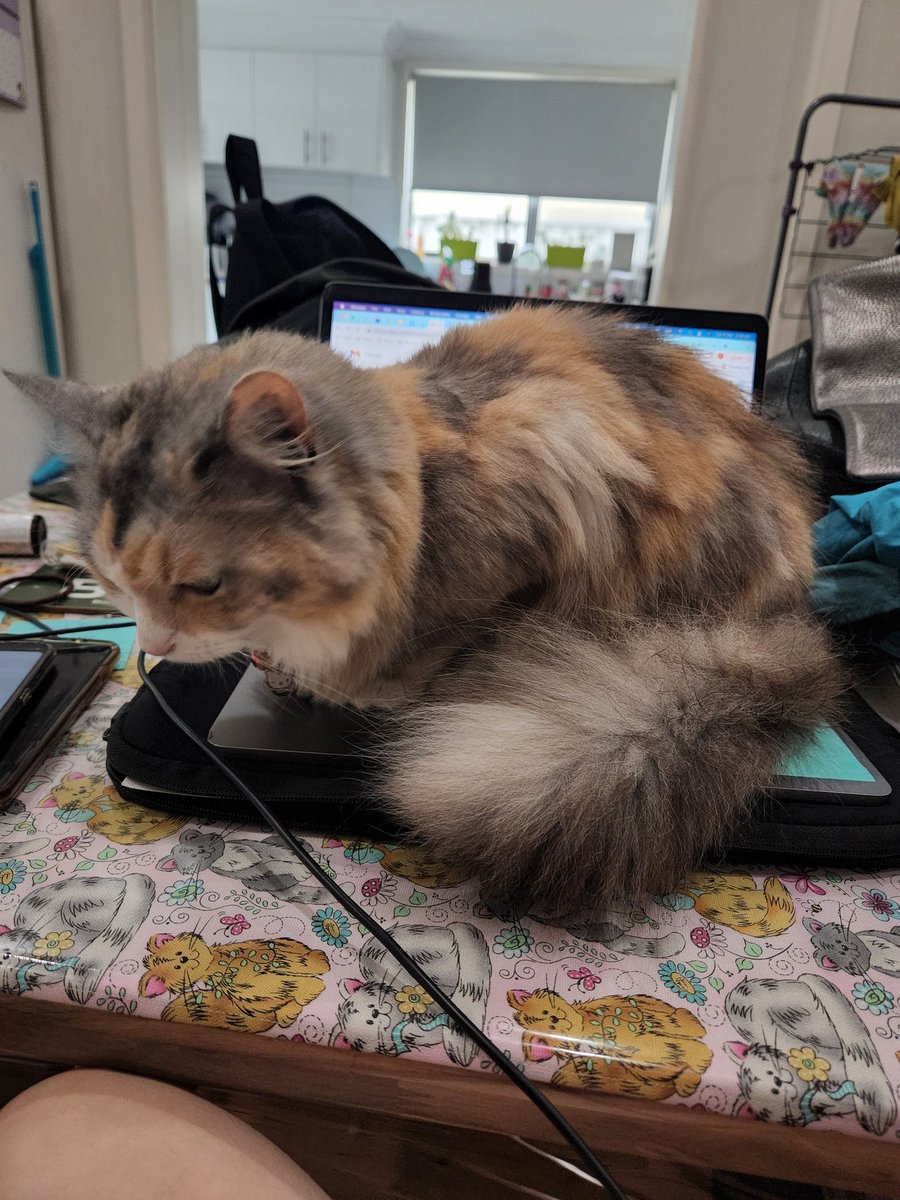 anitadothis's tweet photo. Zelda curling up on my laptop is as good a reason as any for work to be cancelled 🤷🏻‍♀️ https://t.co/jO5yHeAtdm