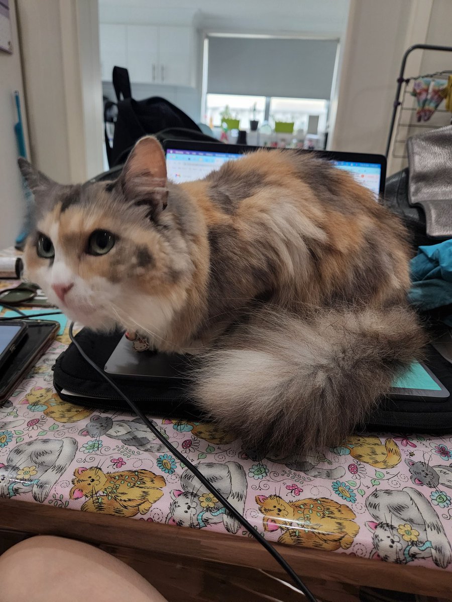 anitadothis's tweet photo. Zelda curling up on my laptop is as good a reason as any for work to be cancelled 🤷🏻‍♀️ https://t.co/jO5yHeAtdm