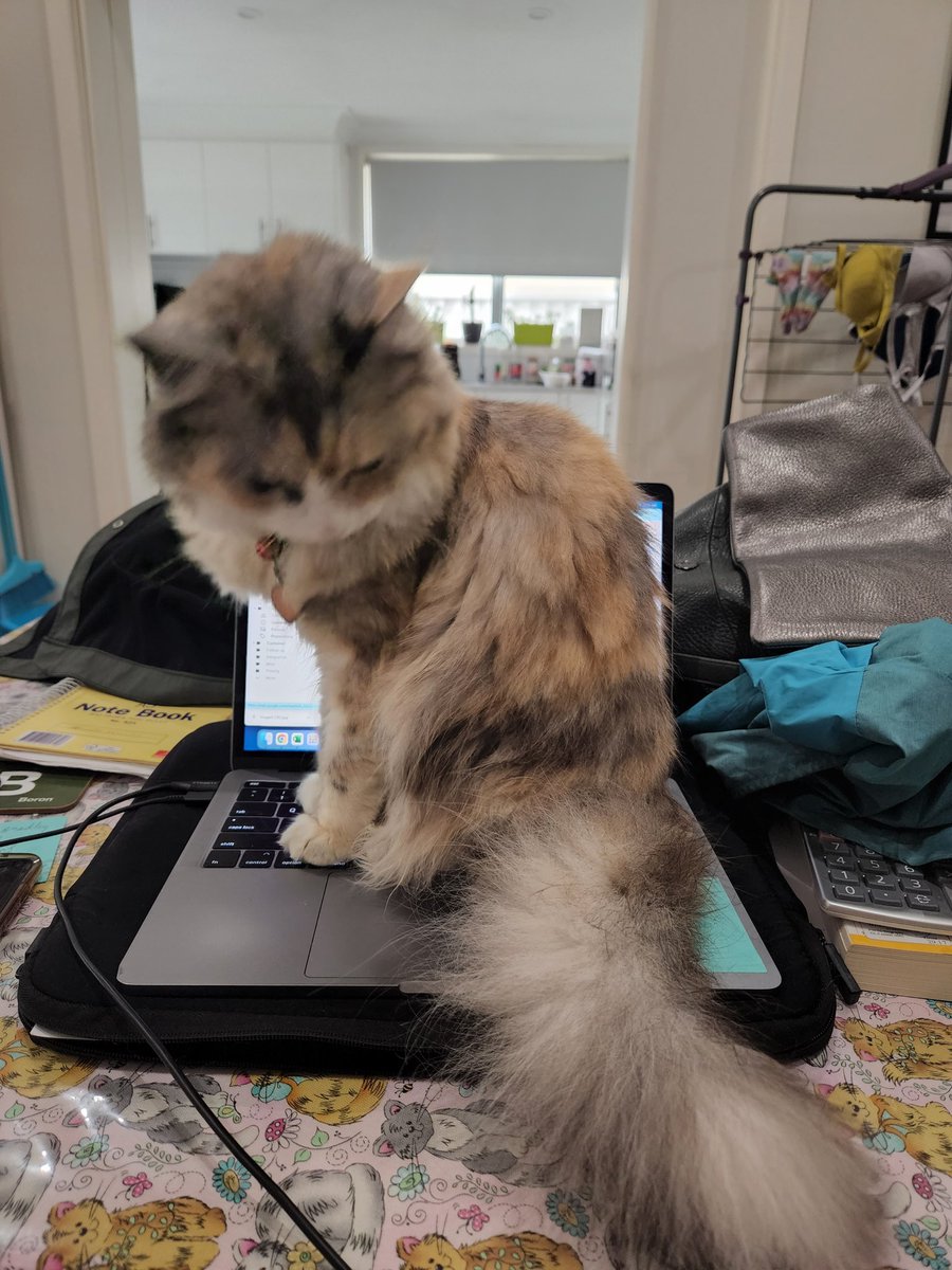 anitadothis's tweet photo. Zelda curling up on my laptop is as good a reason as any for work to be cancelled 🤷🏻‍♀️ https://t.co/jO5yHeAtdm