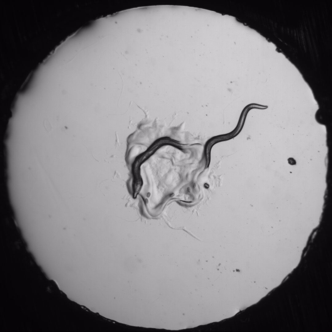 How does an animal make decisions?

Salk scientists discover goal-directed decision-making in worms with only 302 neurons. These findings from <a href="/shreklab/">The Chalasani Lab</a> pave the way for understanding the basis of motivation in larger more complex animals, such as humans. salk.edu/news-release/t…