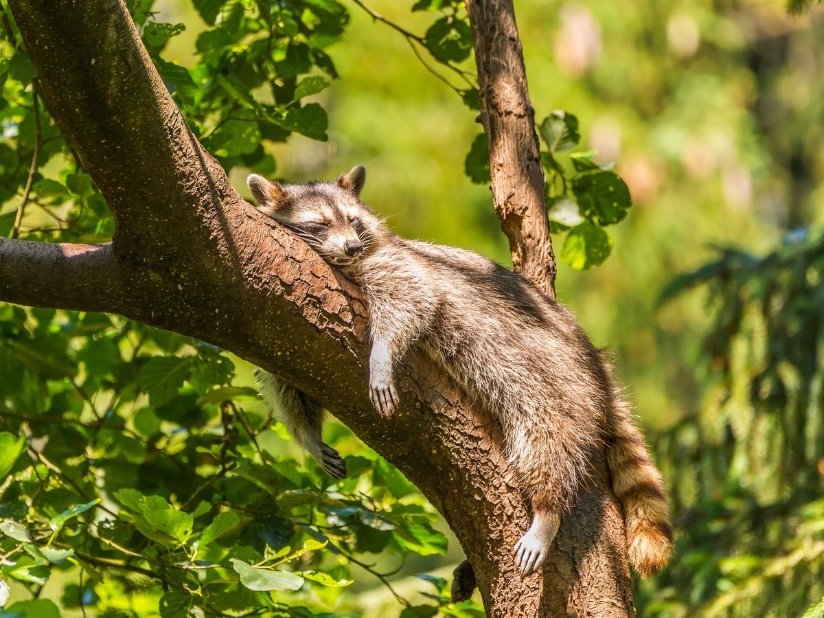 DailyRaccoons2's tweet photo. Day 3️⃣6️⃣5️⃣ of posting daily raccoons 🥳 https://t.co/ScjhqjacIw
