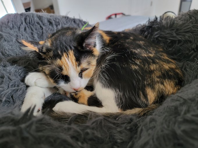 EVERYONE SAY HI TO KALI 😽 https://t.co/tE6g4rQNYO