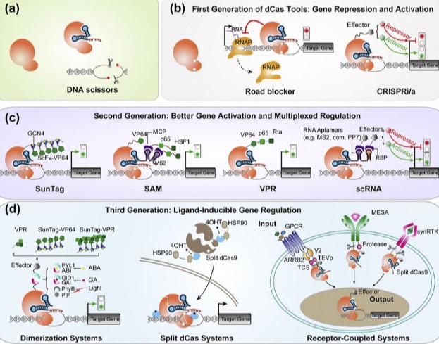Jennifer Anne Doudna brn 1964, #American wrkd in CRISPR gene ed~g, received 2020 #NobelPrize, disc~d a way of cutting  DNA, n how it is used 2 treat blood dis~rs, n in fut~e. #IWD2022 #InternationalWomensDay  #WomensDay #neet2022 #Science #Chemistry #Biology #AI  <a href="/DoudnaJennifer/">Jennifer Doudna</a>