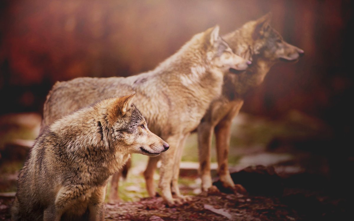 Волк 1 9 5 7 5. Млекопитающее волк в лесу. Фигурки Волков стая. Волк обыкновенный фото открытка. Фото трех Волков рыжий черный и серый.
