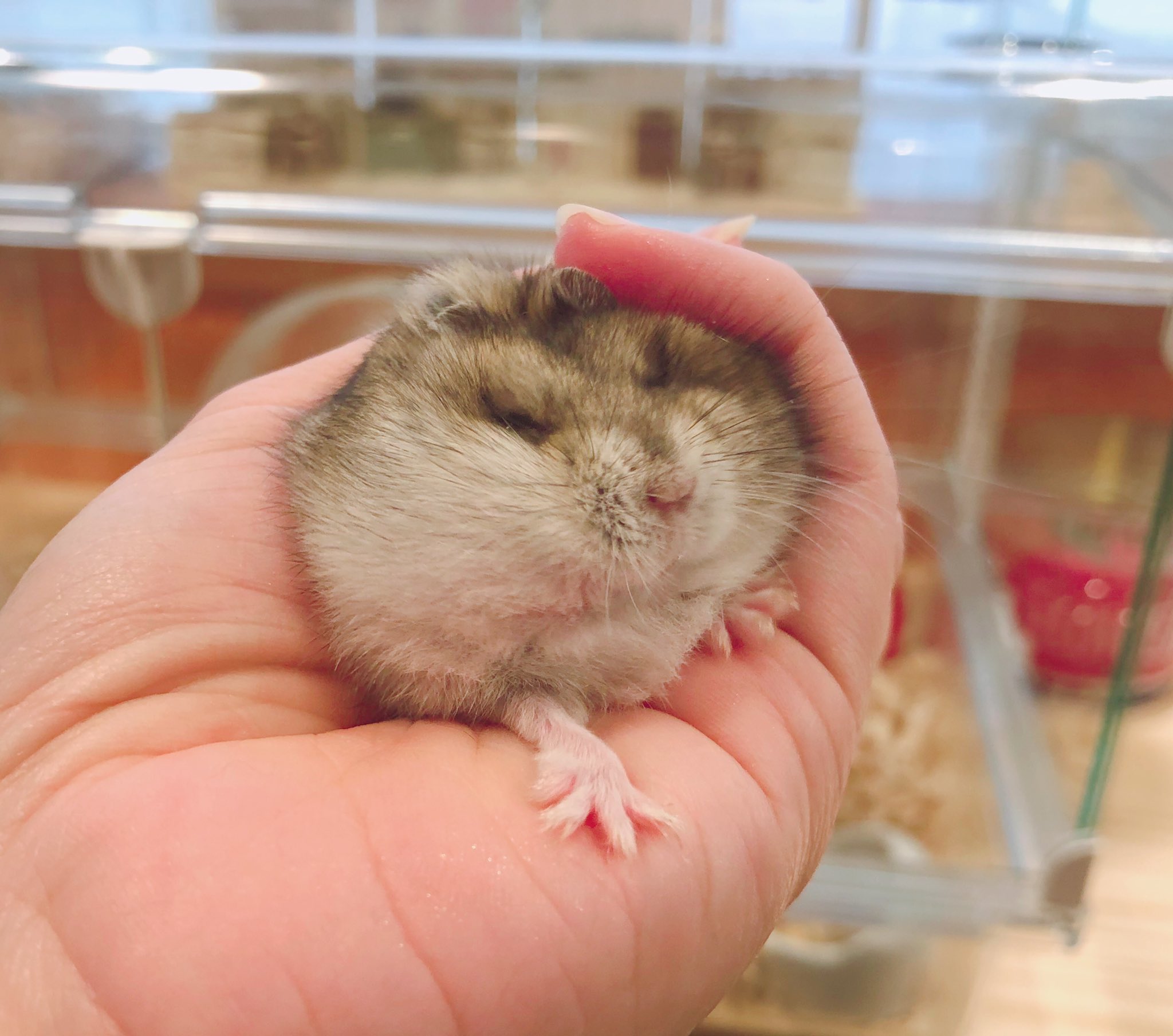 ハムスターカフェ mogumogu on X: 