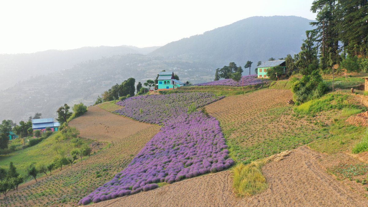#PurpleRevolution through Lavender cultivation, which has caught the attention of even the foreign media, in district #Doda of #JammuAndKashmir, being nursed by tirelessly working womenfolk. 
We honour #NariShakti that is reimagining & redefining power & success.