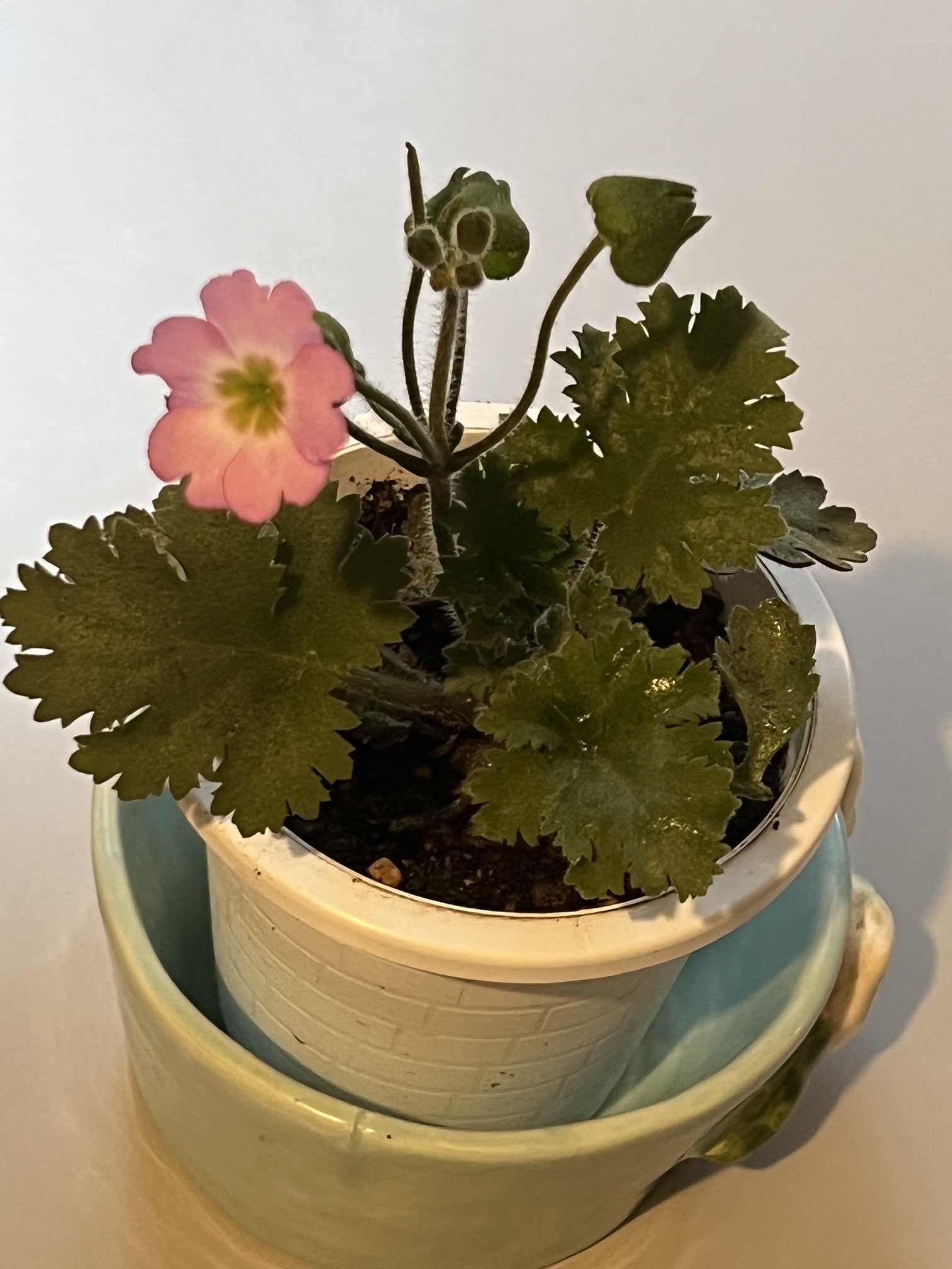 プリムラ シネンシス Twitter Search Twitter