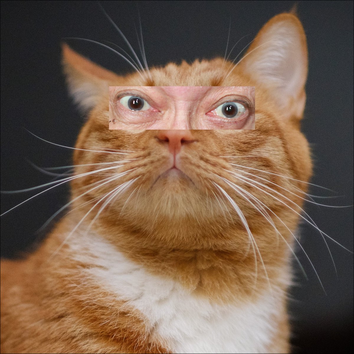 Now minting Crazy Cat Eyes.

opensea.io/realcrazyeyes?…

#NFTs #opensea #NFT #nftart #NFTCommunity #NFTGiveaway #NFTdrop #NFTProject #NFTartist #nftcollections