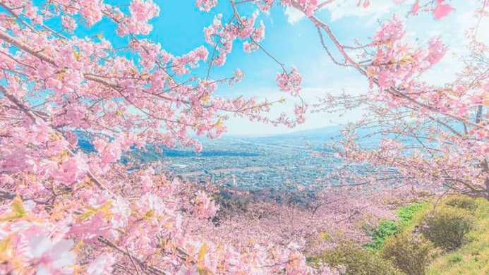 sdi_ua's tweet photo. お花見行きたいなぁ🥺🥺 https://t.co/nQIrKmgxUg