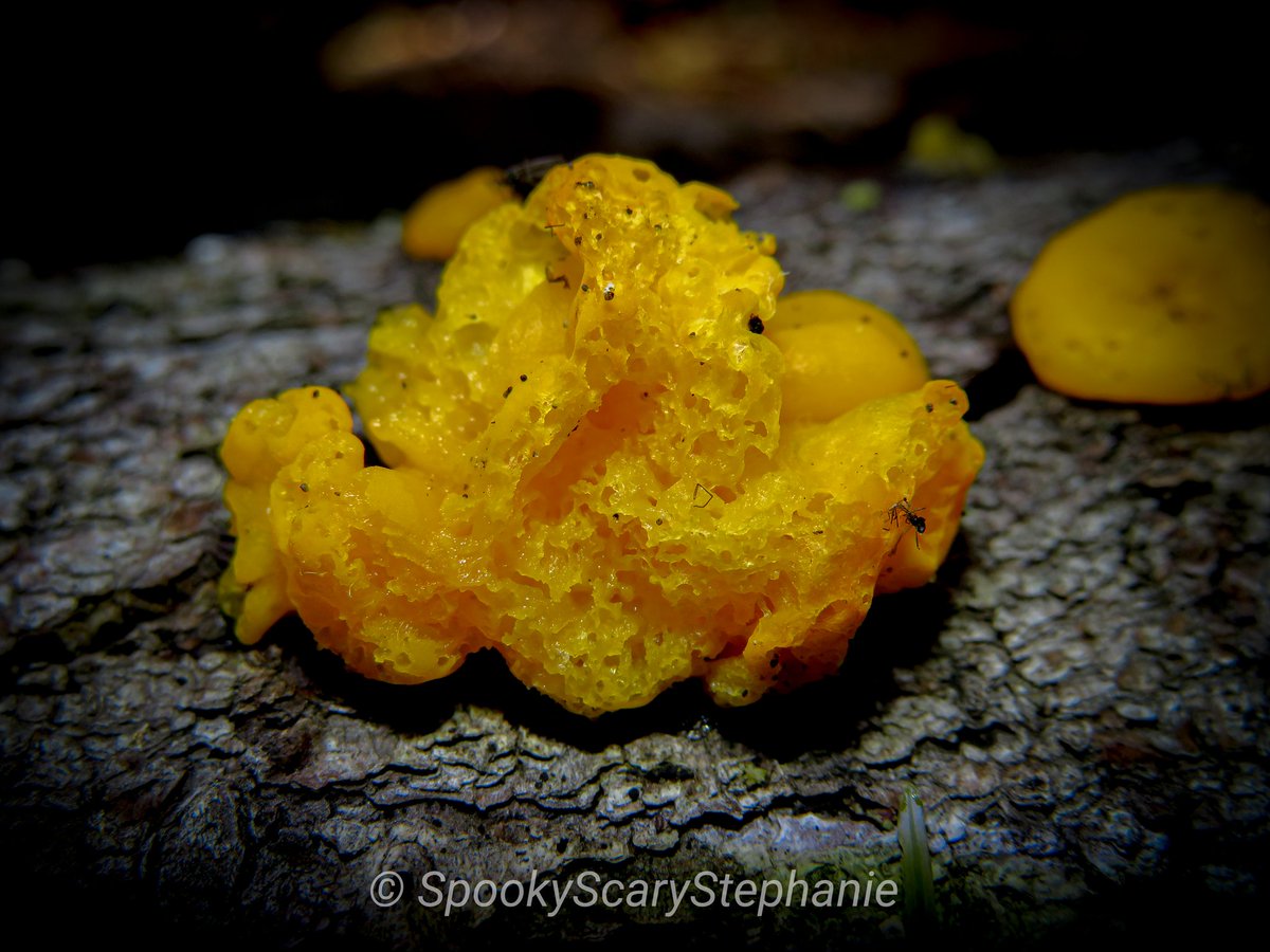 SpookyShrooms's tweet photo. Dacrymyces chrysospermus - Orange Witch's Butter

#fungi #fungiphotography #fungilove #mushrooms #focusonfungi #mushroomphotography #pnwfungi #fantasticfungi #dacrymyces #orangejellyfungus #orangewitchesbutter #mycology #mycologyphotos https://t.co/pW76C4agRk